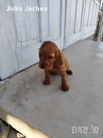 Кокер Шпаньол 