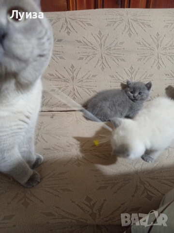 Продавам британки, снимка 2 - Британска късокосместа - 53459247