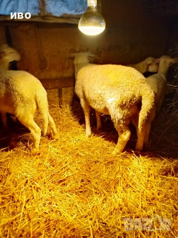 овце, снимка 4 - Овце - 53478113