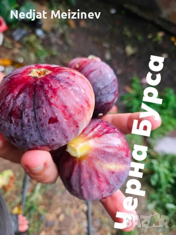 Овощни плодни дръвчета, снимка 3 - Градински цветя и растения - 52894218