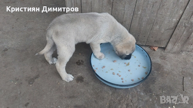 Продавам мъжко кангалче , снимка 2 - Кангал - 52844590