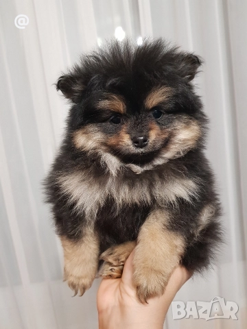 Померан померанчета момичета , снимка 7 - Померан - 52980569