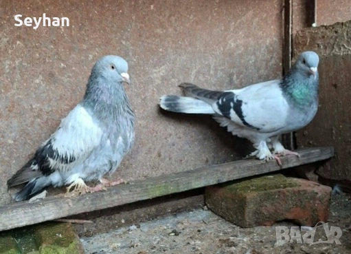 Гълъби мардини 