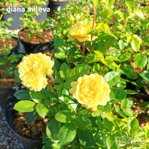 Роза Анни Дюпрей, Rosa ANNY DUPEREY , снимка 6 - Градински цветя и растения - 45966133