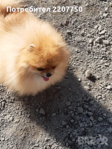 Продавам померан , снимка 2 - Померан - 50158557