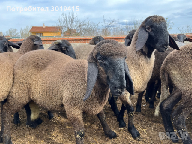 Плевенски черноглави агнета, снимка 1 - Овце - 45021028