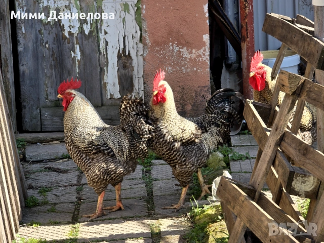 Петли, снимка 5 - Кокошки и пуйки - 53963227