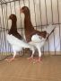 Продавам 2 млади двойки датски гълъби, снимка 1 - Гълъби - 45218738