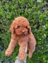 Мини Пудел Момче и Момиче  / Mini Poodle, снимка 4