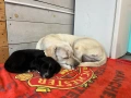 ПОДАРЯВАМ полу Лабрадорче, снимка 4