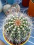красив екзотичен кактус от Гърция, снимка 1 - Стайни растения - 45380352