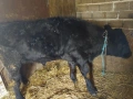 Продавам две телета мъжки , снимка 2