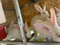Зайци за месо и разплод, снимка 12