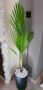 Студоустойчива Палма Трахикарпус, снимка 1 - Стайни растения - 14936682