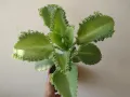 Каланхое, kalanchoe mexican hat, снимка 1