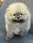 Мини померан, снимка 4