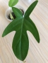 Philodendron Florida Ghost , снимка 3