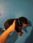 бебета ротвайлер , снимка 8