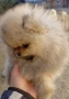 продавам померан , снимка 1