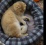СУПЕР ПРОМОЦИЯ ДО КРАЯ НА СЕДМИЦАТА Шотландски котета, правоухи, клепоухи, сребърна чинчила , снимка 14