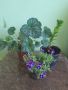 Комплект зимоустойчиви растения , снимка 1 - Градински цветя и растения - 45352460