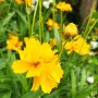 Кореопсис, Coreopsis Grandiflora 'Early Sunrise', снимка 12