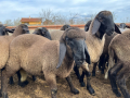 Плевенски черноглави агнета, снимка 1 - Овце - 45021028