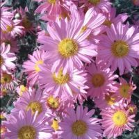 Хризантеми разсад 3,50 лв брой цвят на късмет от показаните , снимка 11 - Градински цветя и растения - 45288276