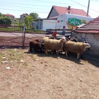 Продавам овце , снимка 6 - Овце - 45658508