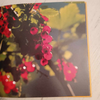 оригинална немска книга, с много красиви цветни снимки​, снимка 5 - Енциклопедии, справочници - 44966572