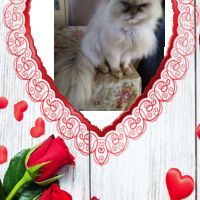 Персийски дългокосместа хималайски колорпойнт сини очи женско и мъжко малки котета разкошни любимци!, снимка 5 - Персийска - 43549487