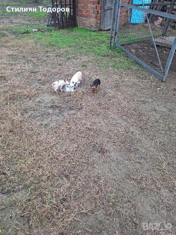 Продават се , снимка 1