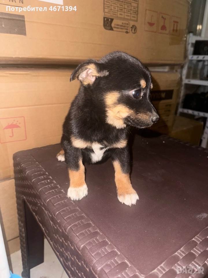 Немски пинчери на 2 месеца, снимка 1