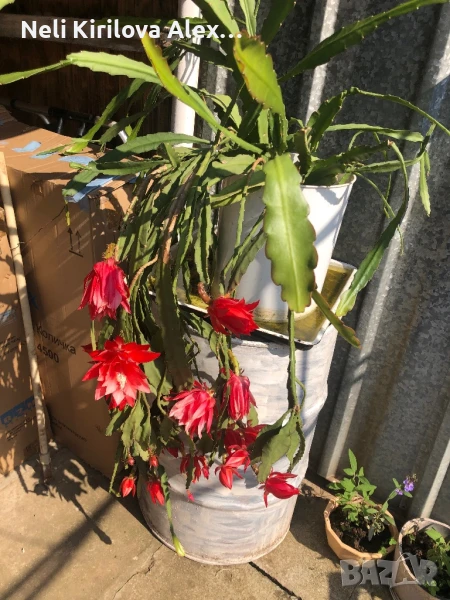 Цветe много красиво, снимка 1