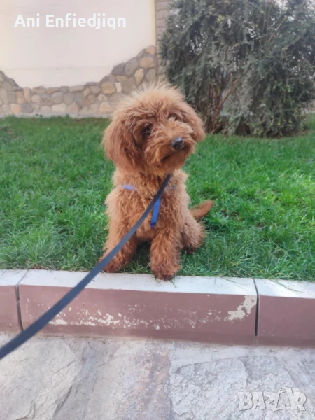 Пудел Той/Poodle Toy, снимка 1