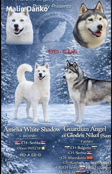  СИБИРСКО ХЪСКИ , снимка 1