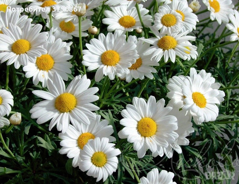 ❤️🤍❤️ МАРГАРИТА, ЕДРОЦВЕТНА, МНОГОГОДИШНА ❤️🤍❤️, снимка 1