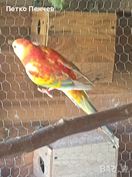 Пойни папагали , снимка 1