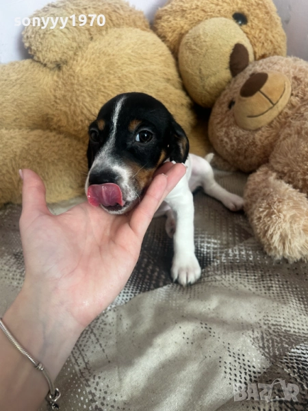 ДЖАК С ВАКСИНА И ПАСПОРТ-ДВА МЕСЕЦА 2210250743, снимка 1