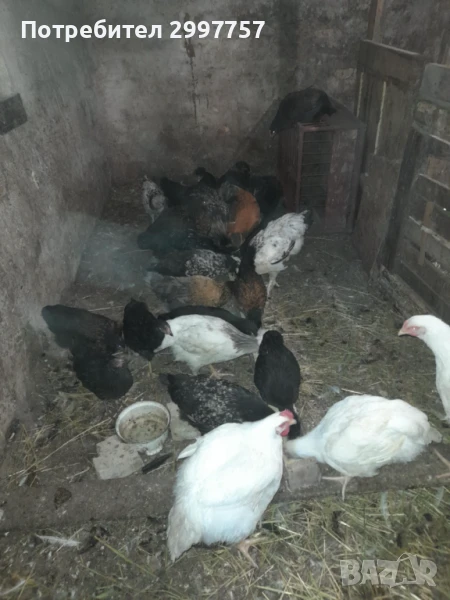 Пилета, снимка 1