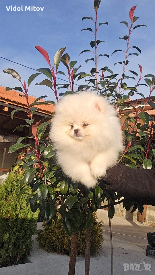 Мини Померан момче , снимка 1