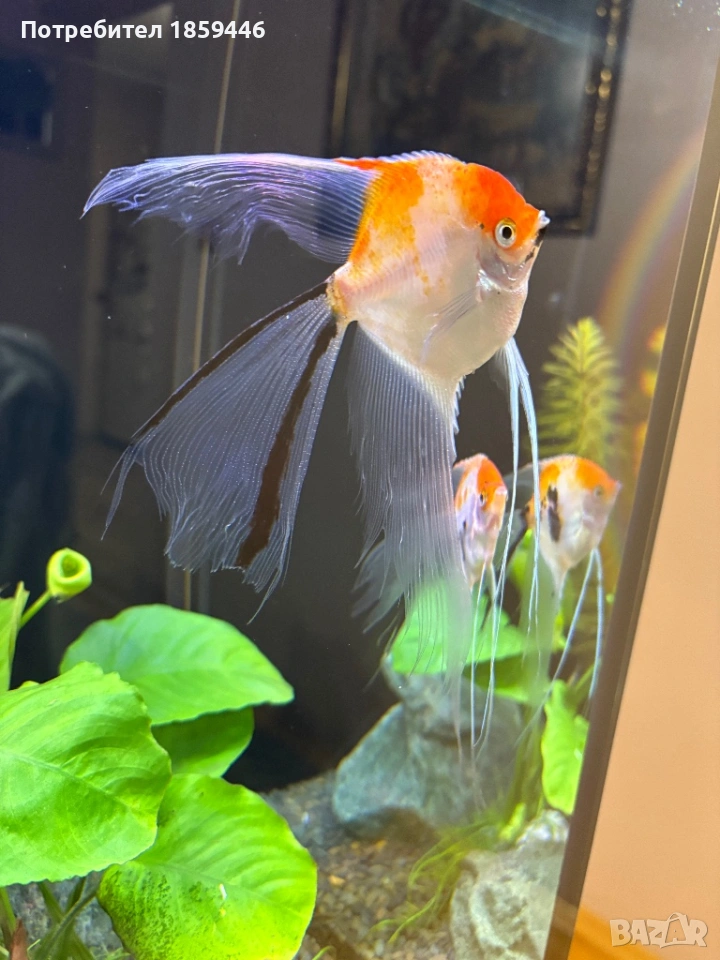 Скаларии чифт, снимка 1