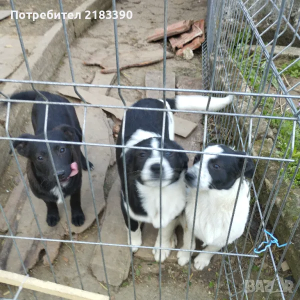 Подарявам малки кученца , снимка 1