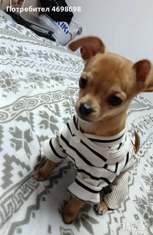 Чихуахуа-пинчер, снимка 1