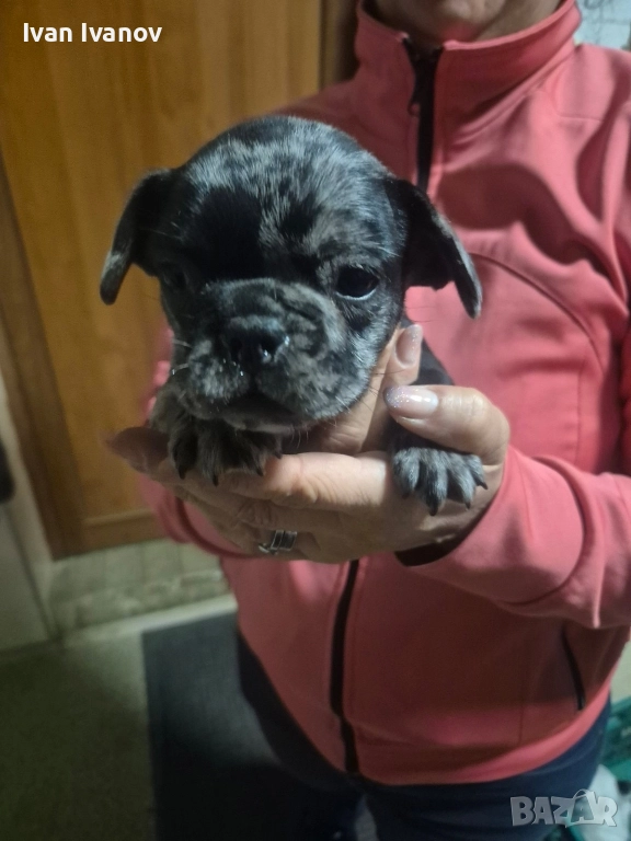 френски булдочета, снимка 1