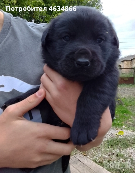 Продавам черни лабрадорчета, снимка 1