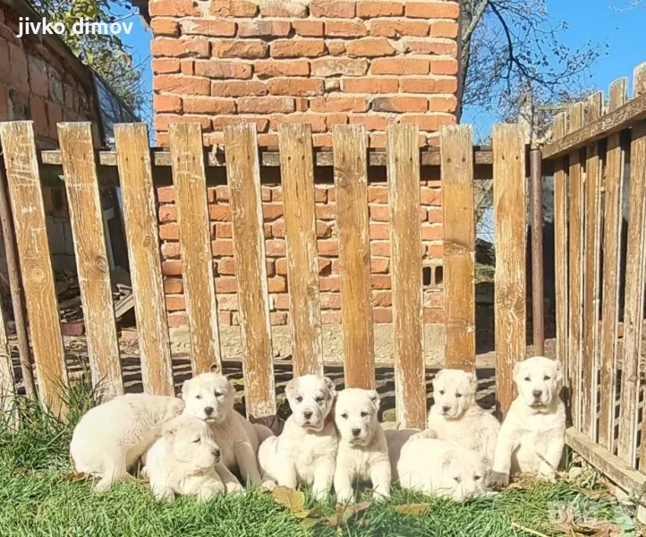 продавам малки алабайчета, снимка 1