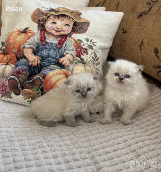 Породисти малки котки, снимка 1