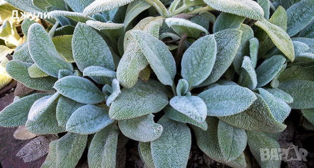 Заешко Ухо ,лечебно растение