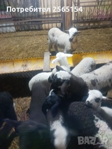 агнета, снимка 4 - Овце - 54027614